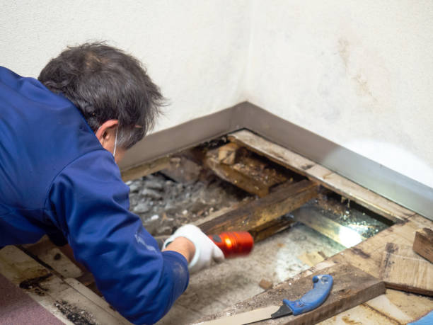 Best Commercial Mold Removal  in Farmersville, CA