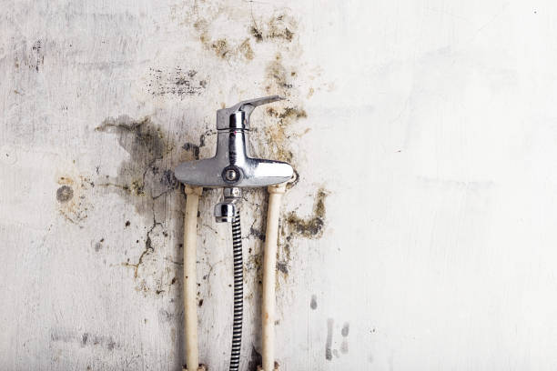 Best Mold Removal Company Near Me  in Farmersville, CA