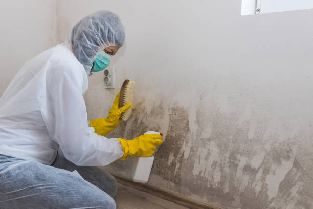 Best Mold Remediation  in Farmersville, CA