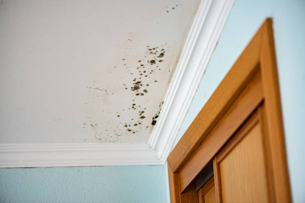 Best Commercial Mold Removal  in Farmersville, CA