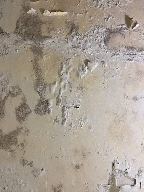Best Same-Day Mold Removal  in Farmersville, CA