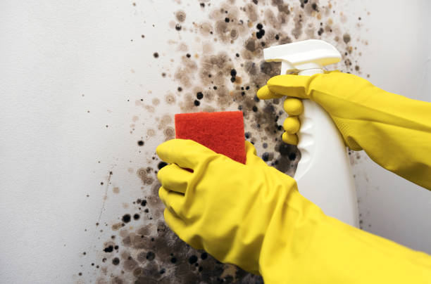 Best Professional Mold Removal  in Farmersville, CA