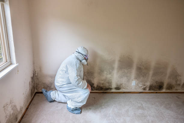 Crawl Space Mold Removal in Farmersville, CA