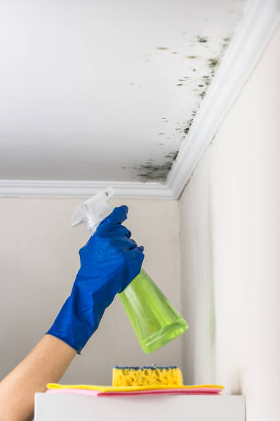 Best Mold Removal Company Near Me  in Farmersville, CA