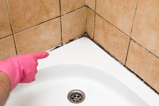 Trusted Farmersville, CA Mold Removal Experts